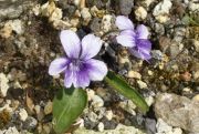 Viola mandshurica