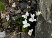 Viola verecunda var. yakushimana