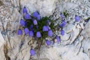 Campanula caespitosa