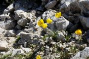 Papaver rhaeticum