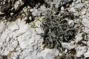 Leontopodium alpinum