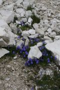 Campanula caespitosa