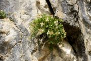 Potentilla caulescens