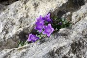 Campanula morettiana