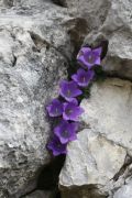 Campanula morettiana