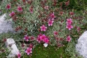 Potentilla nitida