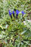 Gentiana bavarica