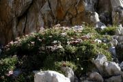 Potentilla nitida