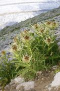 Cirsium spinosissimum