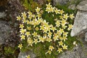 Saxifraga bryoides