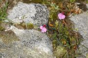 Pedicularis kerneri