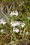 Euphrasia versicolor