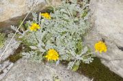 Senecio incanus subsp. incanus