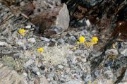 Artemisia glacialis