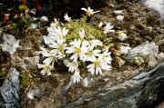 Cerastium uniflorum