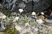 Achillea nana