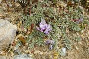 Oxytropis helvetica