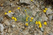 Artemisia glacialis