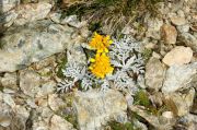 Senecio incanus subsp. incanus