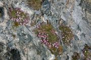 Gypsophila repens