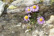 Aster alpinus