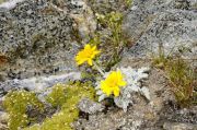 Senecio uniflorus