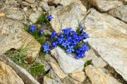 Gentiana brachyphylla