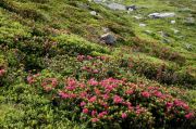 Rhododendron ferrugineum