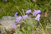 Campanula excisa