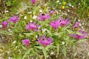 Centaurea uniflora subsp. nervosa