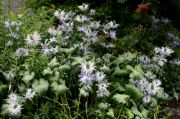 Eryngium alpinum