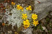 Senecio uniflorus