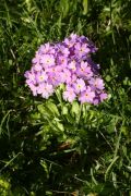 Primula farinosa