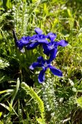 Gentiana verna