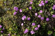 Primula integrifolia