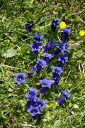 Gentiana acaulis