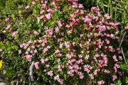 Loiseleuria procumbens