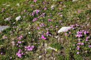 Primula farinosa