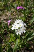 Primula farinosa