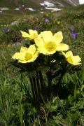 Pulsatilla alpina subsp. apiifolia