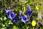 Gentiana acaulis