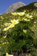 Pulsatilla alpina subsp. apiifolia