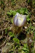 Pulsatilla vernalis