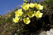 Pulsatilla alpina subsp. apiifolia