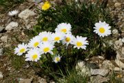 Leucanthemopsis alpina