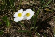 Ranunculus pyrenaeus