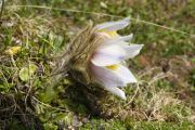 Pulsatilla vernalis