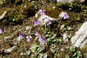 Soldanella pusilla