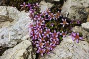 Saxifraga biflora