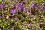 Soldanella pusilla